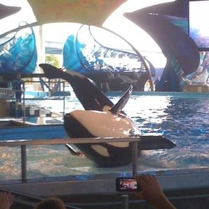 Meet your Posher, Pepe